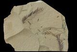 Metasequoia (Dawn Redwood) Fossil - Montana #79598-1